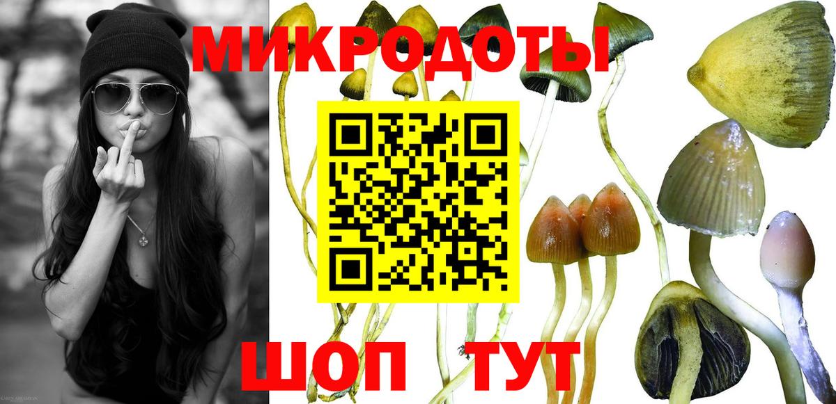 Псилоцибиновые грибы Psilocybe Абакан
